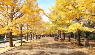 The ginkgo trees at Showa Kinen Park in autumn, four years ago today (Tokyo-to)