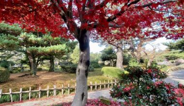 Surprise Maple at Kenruoken Garden - Kanazawa