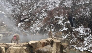 Snow Monkeys at Jigokudani