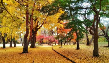 Autumn in Nogawa Park, Tokyo.