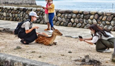 Petting the deer in Miyajima