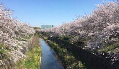 Mizuho, Nagoya I miss the cherry blossoms