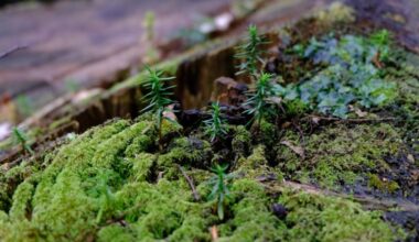 Japan’s example: Can forest planting reduce climate disaster risk?