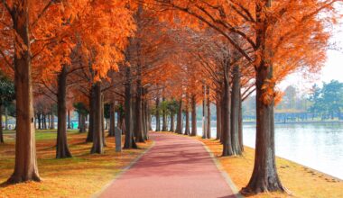 Metasequoia of Mizumoto Park, two years ago today (Saitama-ken)