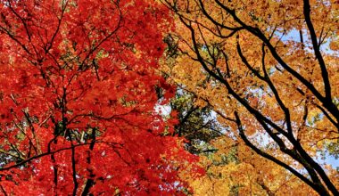 Kenroku-en, Kanazawa, Ishikawa. Red vs yellow, part 2.