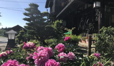 Some flowers along the Nakasendo Trail.