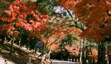 Autumn colored road in Nara