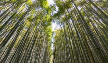 Went to Sagano bamboo forrest 4 years ago and took this pic.