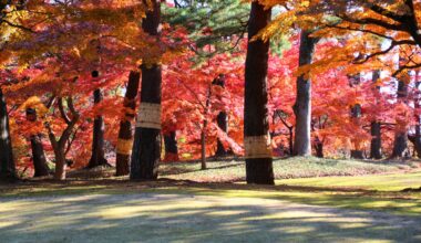 Autumn in Tonogayato Garden, three years ago today (Tokyo-to)