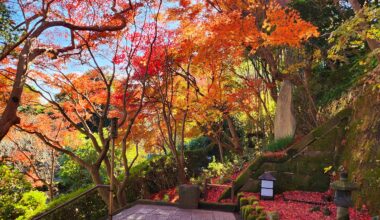 A fall colour surprise today in Kamakura!