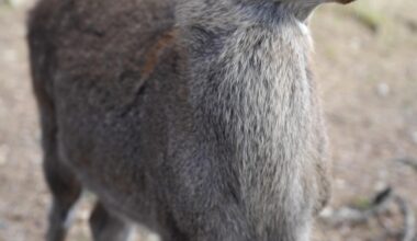 A hungry baby deer in Nara