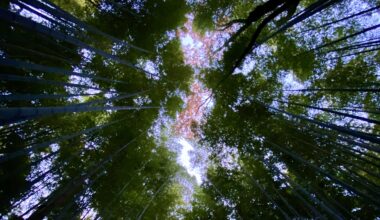 The sky in the Arashiyama Bamboo Forest