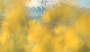 Mount Fuji with winter flowers, from Kanagawa.