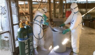 Bird flu cases rise to record high in Japan