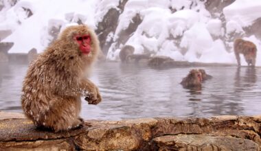 Monkeys taking a hot bath, four years ago today (Nagano-ken)