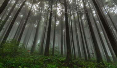 Stunning forest near Hakone covered in fog (my favourite place in Japan)