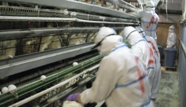 Japan culls record 10 mil. birds as avian flu spreads