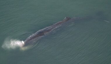 Whale spotted near mouth of Yodo River in Osaka