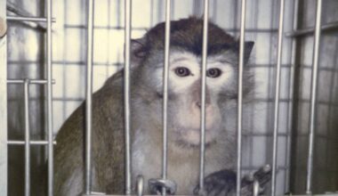 Japan remains global laggard in fight against live animal testing