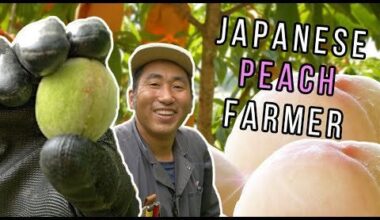 Growing Japanese Peaches (Hakuto 白桃)