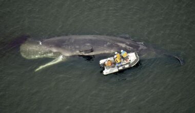 Amid fear of gas explosion, dead whale in Osaka to be sunk offshore