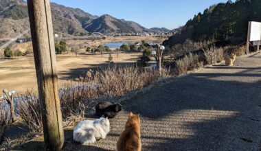 round fluffy boys at Lake Miyagase