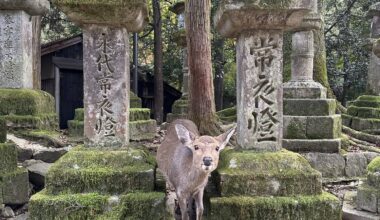 Curious deer in Nara, Fall 2022