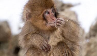 Little Fella - Nagano Monkey Park