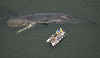 Whale spotted near mouth of Yodo River in Osaka confirmed dead