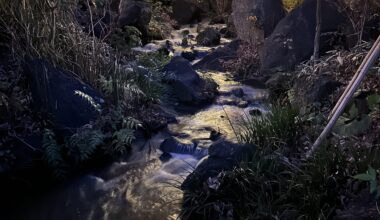 Taken in a small park at night in Roppongi - photo by me