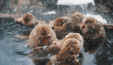 Snow Monkeys in a Hot Spring (Jigokudani Yaen-koen)