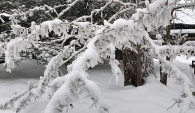 omikuji tied to a snowy tree at Kamedahachimangu