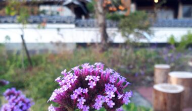 Autumn Flowers in the Kyoto Countryside