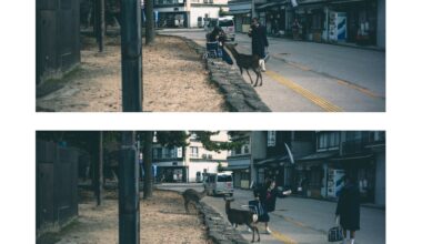 Miyajima Island - When deers attack! (OC)