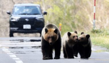 Record 1,056 brown bears caught and killed in Hokkaido in FY 2021 - The Mainichi