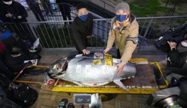 Tuna fetches 36 mil. yen at New Year auction in Tokyo