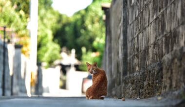 A cat on Kudaka Island in Okinawa prefecture