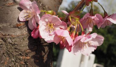 The season of cherry blossoms has come in Japan