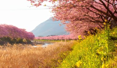 Early morning at the Kawazuzakura Festival, four years ago today (Shizuoka-ken)