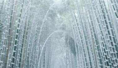 Frozen bamboo Kyoto, Japan