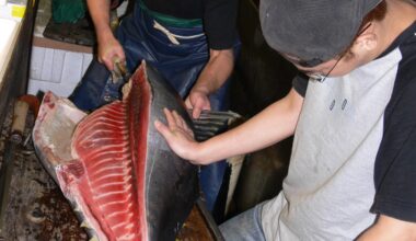 Cutting a tuna in Tsukiji fishmarket, 2005