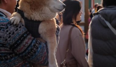 A man and his dog in Kyoto [Nov. 2019]