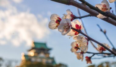 Plum blossoms in Osaka Castle Park the other day