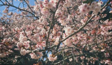 Already blooming at Shinjukugyoen