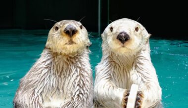 Sea otters could disappear from Japanese aquariums