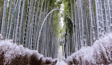 Bamboo grove in Arashiyama, Kyoto, January 2023