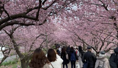 Kawazu Sakura Festival, Kawazu