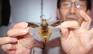 Hopping mad: Japan's edible bug industry takes giant leap forward