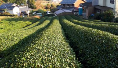 Tea Fields in Kyoto Prefecture