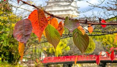 Himeji Castle in Fall